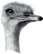 bird4